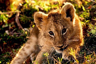 Creating a Great Internship Experience