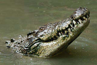 Why Babies Can Not Manage Crocodiles