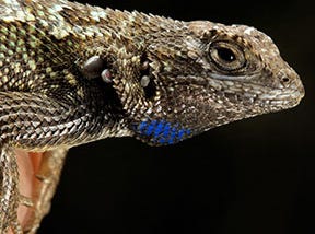 The Lizard That Prevents Lyme Disease