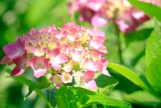 hydrangea