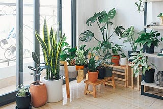 Home Décor Ideas With Plants