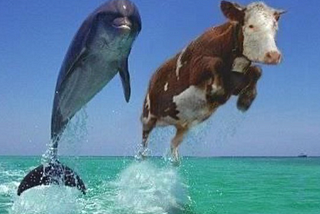 Turning Memes into Micro Stories: Tales of the Ocean Cow