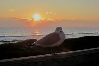 OBX Won’t Tell Tall Tales