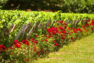 Pourquoi plante-t-on des rosiers dans les vignes ?