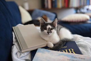 Two Unusual Novels About Unique Cat Protagonists