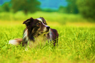 My Mom, the Three-Legged Collie