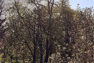 Day 37 of self-isolation in Dallgow-Döberitz, Germany
