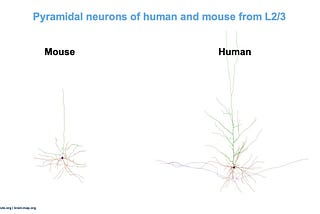 Human and mouse neurons