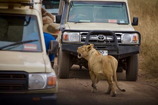 Why Lions Don’t Attack Safari Vehicles