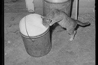 Kitty drinking foamy milk from a bucket on the ground