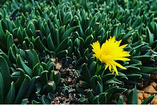 Using Fuzzy Logic Algorithms to Obtain Plant’s Health Conditions.