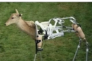 Spiritual Animals