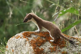 Stoat (mustela ermina)