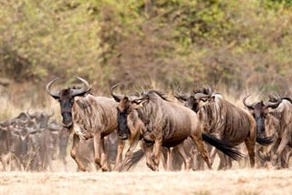 The Marvel of the Great Wildebeest Migration