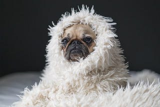 Pug dog wrapped in a white feathery blanket