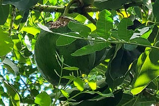 partially eaten avocado in a tree