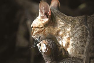 Gray cat standing with gray cat rubbing her head underneath the cat’s chin while both look away from the camera, against a gray background.