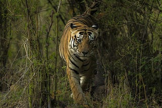 Dudhwa National Park, Dudhwa Tiger Reserve, Dudhwa Wildlife Sanctuary