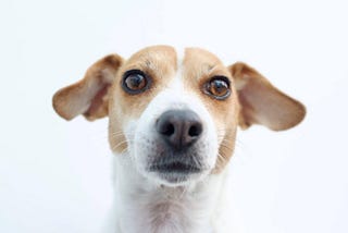 Navigating the Joys and Challenges of Dog Parenthood