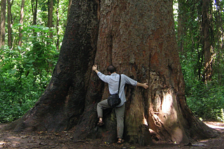 The Magic Tree