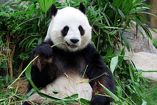 Four Alternatives to pandas for processing large datasets