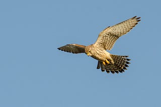 Kestrels