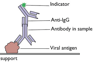 How does antibody testing for COVID-19 work?