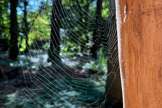 A delicate spider web glistens in the sunlight, framed by lush greenery in a serene forest setting.