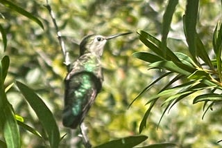 Hummingbird season!