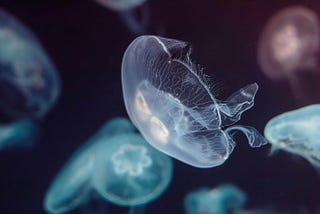 Why Deep-Sea Mining is the Ocean’s Midlife Crisis (But Worse)