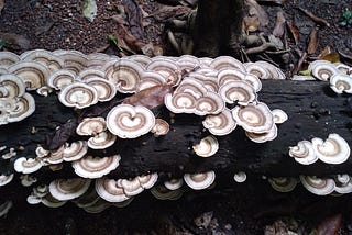Strained Symbiosis