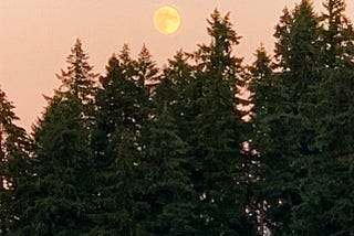 Moon setting over trees in Oregon