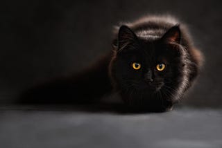 Black Cats: Superstitions and Surprises