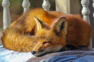 A curled up fox sleeps in some sort of fenced porch or similar surface. The sun is partly shining on the fox, highlighting its beautiful reddish fur.