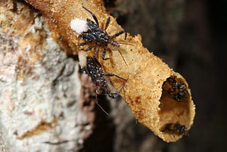 assassin bugs climb onto a stingless bee’s nest tube