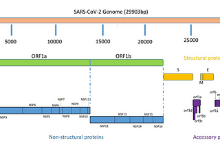 There is Life Beyond the Coronavirus Spike Protein