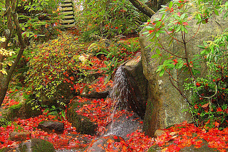 The japanese garden at Washington Park Arboretum in Seattle / USA