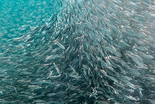 A school of fish changing direction