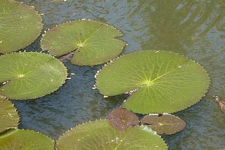 Lotus leaf has a unique non-stick quality. Water doesn’t adhere to it. It doesn’t absorb water. But, it must stay in the water to live.