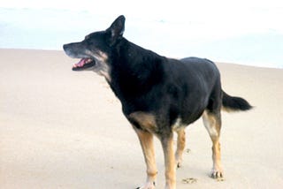 Alabama, Mississippi, and New Orleans With My Dog Bentley