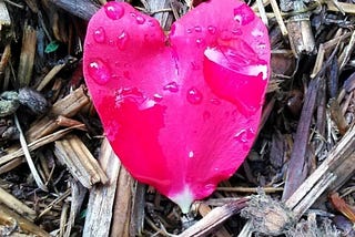 heart shaped rose petal, with water drops, on old mulch