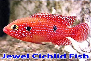Jewel Cichlid Fish