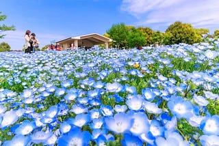 A vibrant field of blooming blue nemophila flowers at Toneri Park in Tokyo, with visitors in the background enjoying the spring scenery under a clear blue sky.