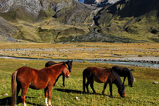 Horses in front of Jirishanca, Cordillera Huayhuash, Peru