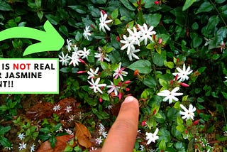 Difference Between Star Jasmine and Downy Jasmine (Jasminum Multiflorum) VS (Trachelospermum Jasminoides)