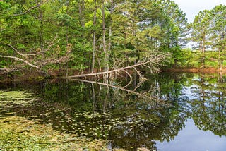 A Fallen Dead Tree reflected in a pond.