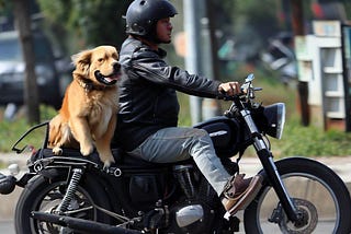 Cruising with Companions: Exploring the Joy of Riding Motorcycles with Fur Babies