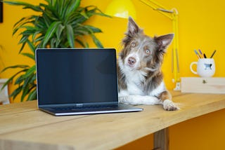 A desk with a laptop and a dog climbing on the desk and looking from behind the laptop on the background of a yellow wall.