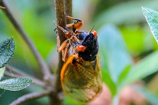 Cicadas Cancel Mass Invasion