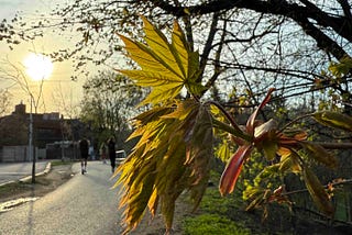 A close-up of a branch with young, green leaves and buds in the foreground. The background shows a paved path with a few people walking, trees with sparse leaves, and the sun setting, casting a warm glow over the scene. The image captures the essence of spring with new growth on the trees and a serene, natural setting.